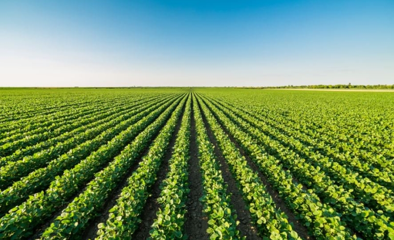 Vigneto - agricoltura di precisione